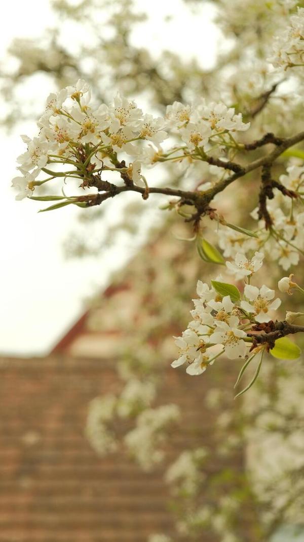 Blühende Obstbäume sorgten für Frühlings-Flair.