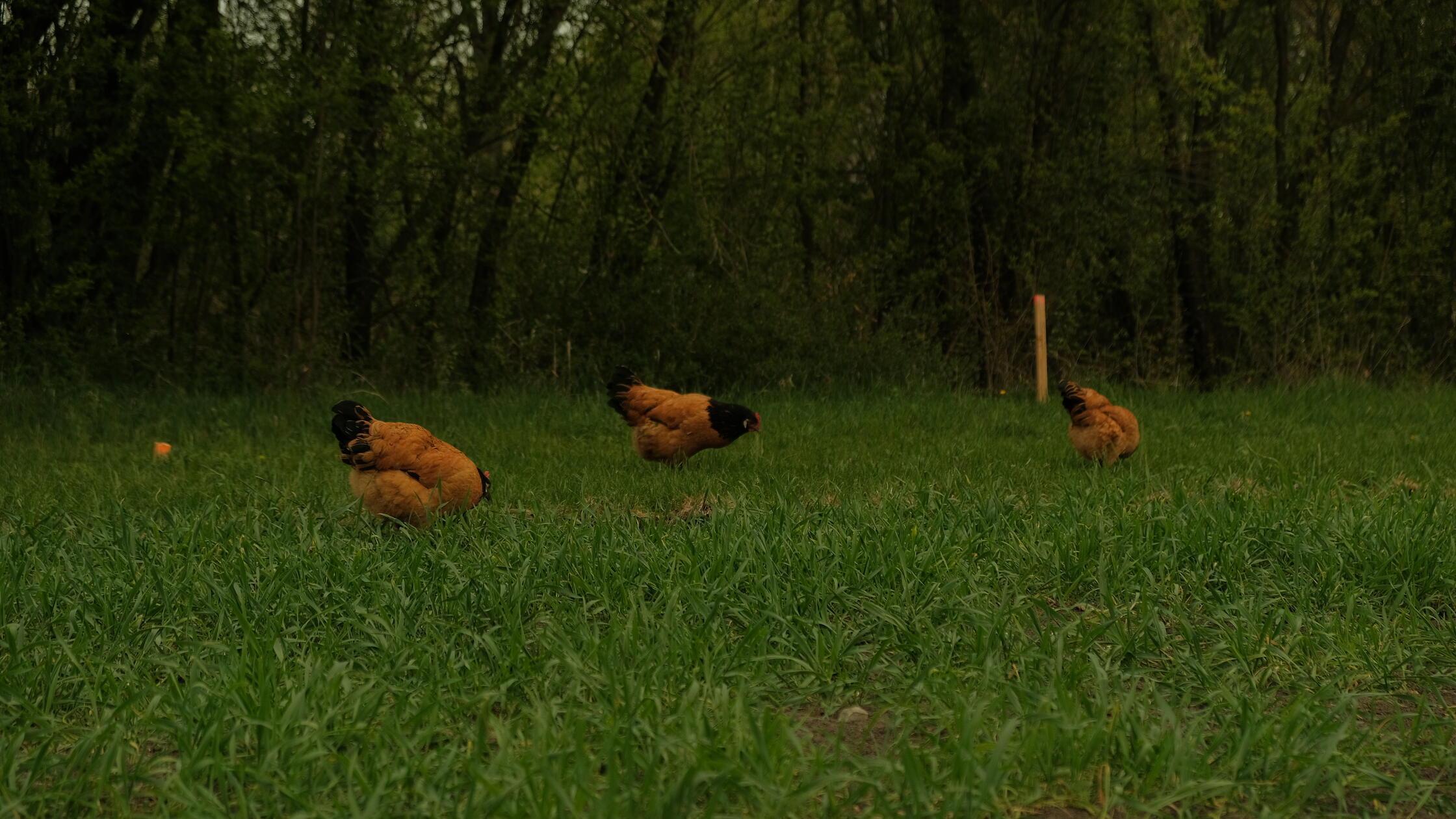 Tiere spielten dabei eine wichtige Rolle.