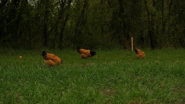 Tiere spielten dabei eine wichtige Rolle.