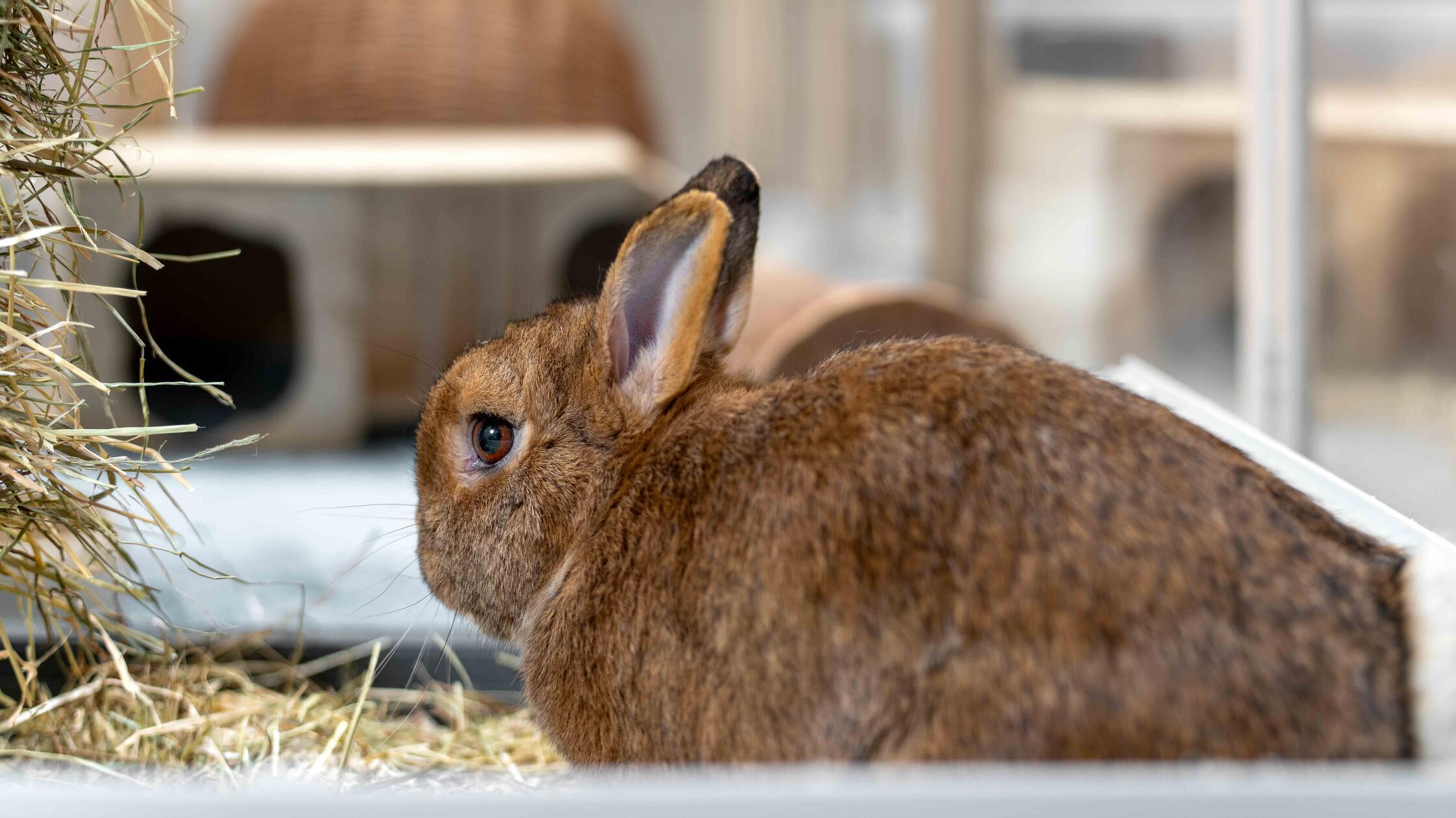 „Sehr lieb und ruhig “: Zwei Kaninchen aus dem Nürnberger Tierheim ...