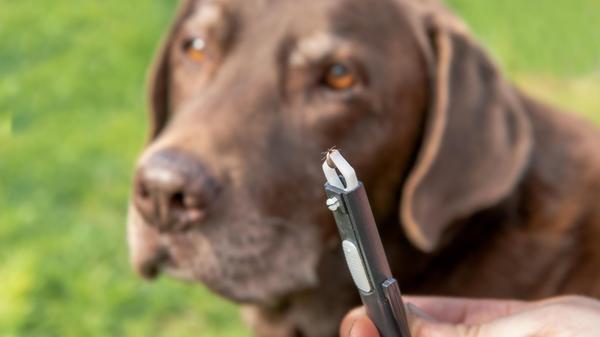 Dogs and medical helpe tick, Full tick in the fur