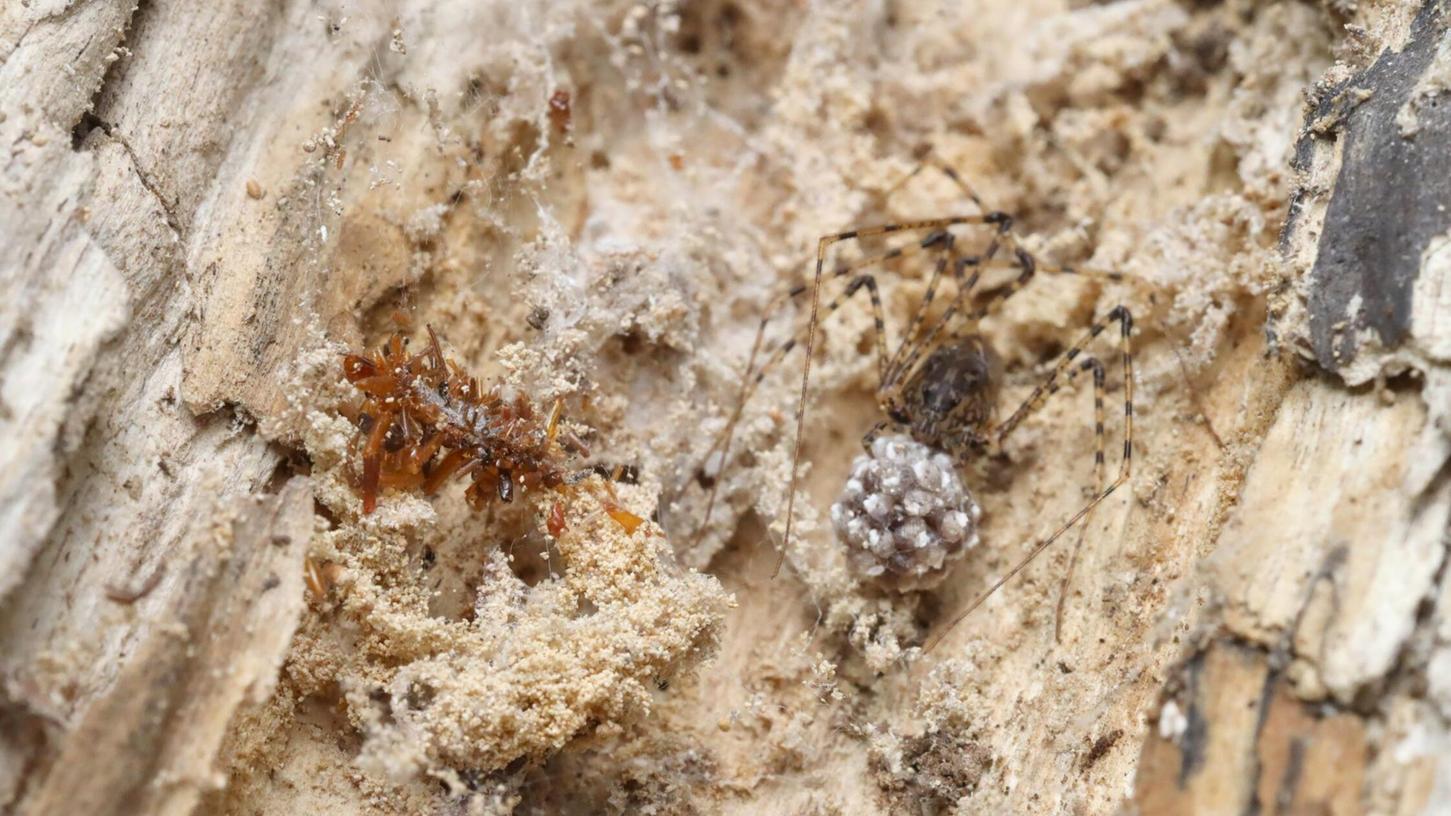 Die Knochensammler-Raupe lebt ausschließlich in Spinnennetzen und tarnt sich, um nicht von ihrem ahnungslosen Spinnenwirt entdeckt zu werden. Die Knochensammler-Raupe lebt ausschließlich in Spinnennetzen und tarnt sich, um nicht von ihrem ahnungslosen Spinnenwirt entdeckt zu werden.