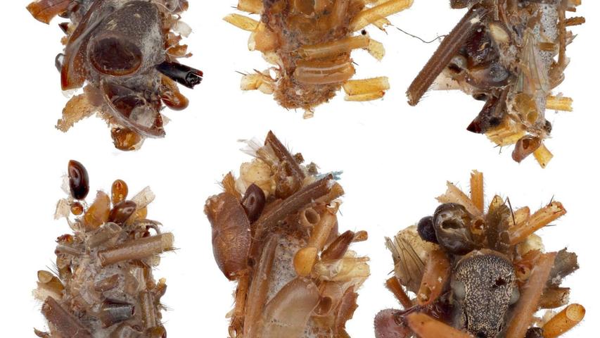 Ihr Tarngewand aus ungenießbaren Körperteilen ihrer Insektenbeute kuratiert und konstruiert die Knochensammler-Raupe äußerst sorgfältig. Ihr Tarngewand aus ungenießbaren Körperteilen ihrer Insektenbeute kuratiert und konstruiert die Knochensammler-Raupe äußerst sorgfältig.