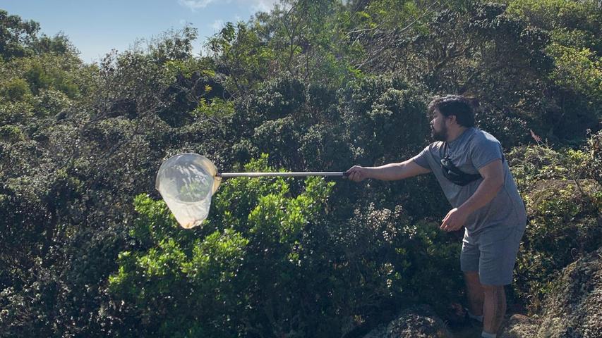 Die fleischfressenden Raupen wurden bislang nur in einem 15 Quadratkilometer großen Stück Bergwald auf der hawaiianischen Insel O’ahu beobachtet. Die fleischfressenden Raupen wurden bislang nur in einem 15 Quadratkilometer großen Stück Bergwald auf der hawaiianischen Insel O’ahu beobachtet.