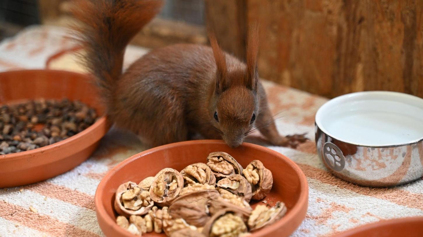 Es gibt Futter - ein Eichhörnchen kann sich in einer Auffangstation in Teltow an Walnüssen bedienen. Es gibt Futter - ein Eichhörnchen kann sich in einer Auffangstation in Teltow an Walnüssen bedienen.