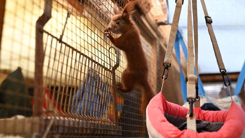 Sie wollen klettern. Ein Blick in die Auffangstation der Eichhörnchen-Hilfe im brandenburgischen Teltow - ein Projekt der Organisation Aktion Tier. Sie wollen klettern. Ein Blick in die Auffangstation der Eichhörnchen-Hilfe im brandenburgischen Teltow - ein Projekt der Organisation Aktion Tier.