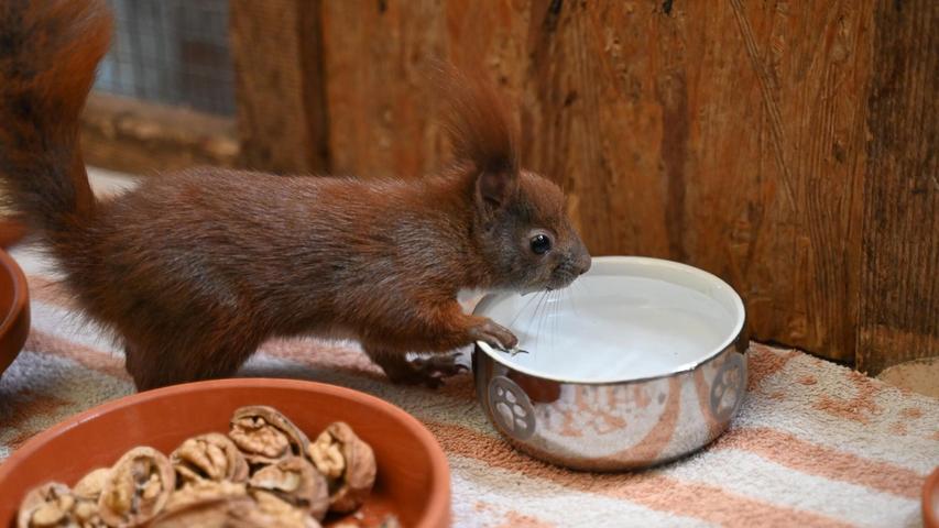 Es gibt Futter und Wasser für Eichhörnchen in der Auffangstation im brandenburgischen Teltow. Es gibt Futter und Wasser für Eichhörnchen in der Auffangstation im brandenburgischen Teltow.