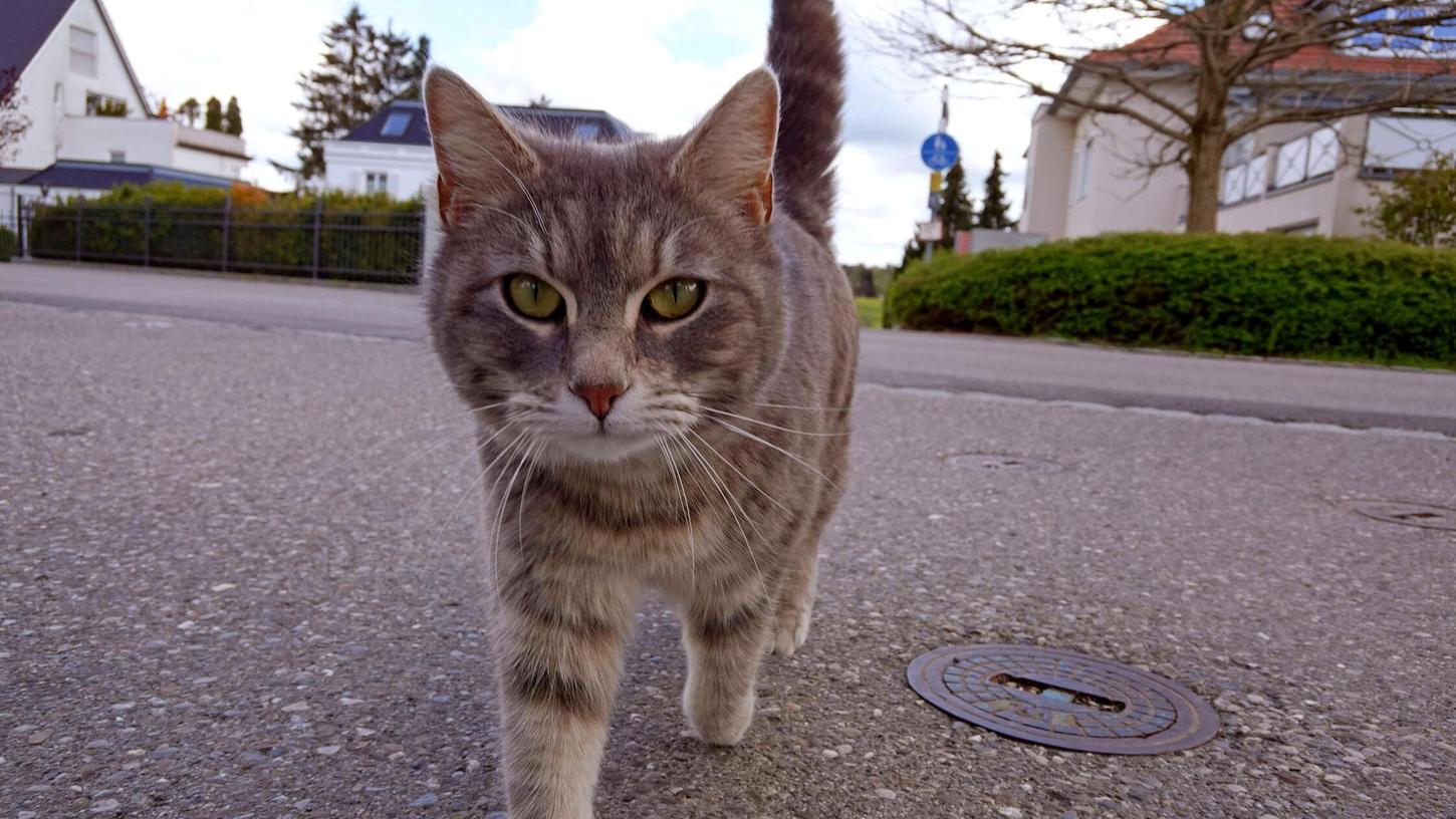 Eine Katze kreuzte den Weg des Motorradfahrers. Der musste daraufhin ausweichen (Symbolbild). Eine Katze kreuzte den Weg des Motorradfahrers. Der musste daraufhin ausweichen (Symbolbild).
