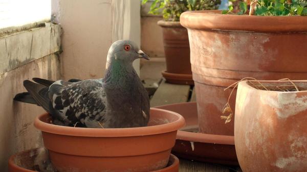 my new balcony plant PUBLICATIONxINxGERxSUIxAUTxON