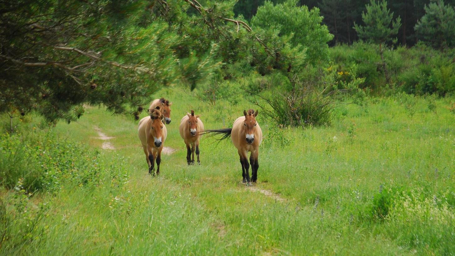 Die Wildpferde im Tennenloher Forst. Die Wildpferde im Tennenloher Forst.