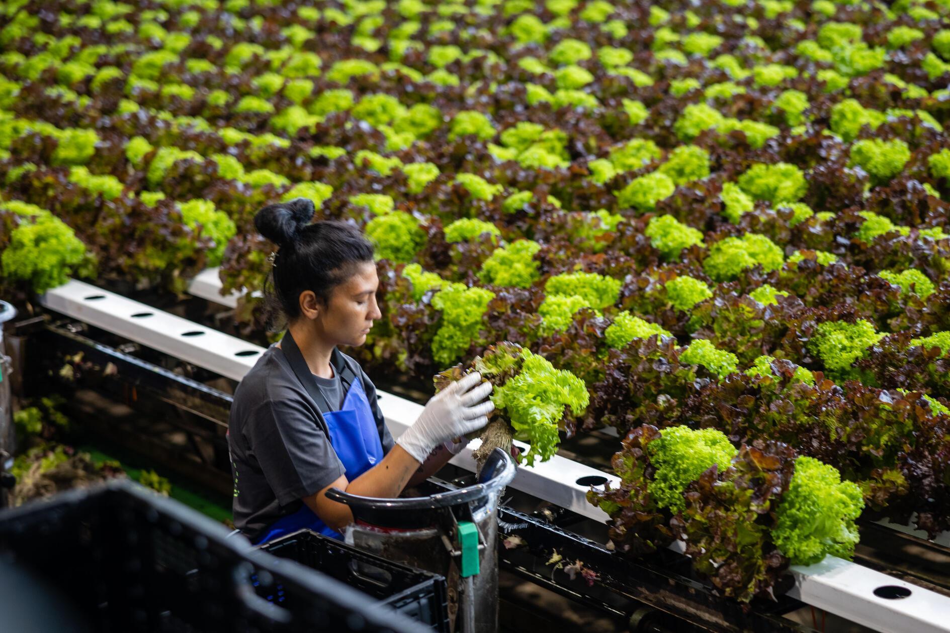 Spannende Einblicke beim Tag der offenen T&uuml;r im Knoblauchsland