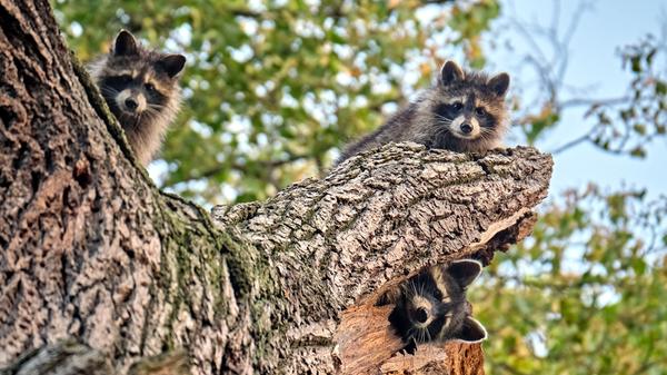 Nordamerikanischer Waschbär ( Procyon lotor ). Junge Nordamerikanische Waschbären ( Procyon lotor ) im Leipzig...