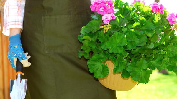 Woman in gardening apron carrying pot with geraniu