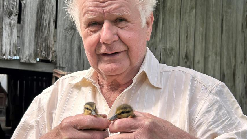 Enten-Eier vor Abriss der Rennmühlbrücke gerettet: Was aus den Tieren geworden ist Enten-Eier vor Abriss der Rennmühlbrücke gerettet: Was aus den Tieren geworden ist