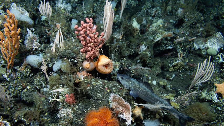 Ozeane sind stark durch den fortschreitenden Klimawandel belastet. Ozeane sind stark durch den fortschreitenden Klimawandel belastet.