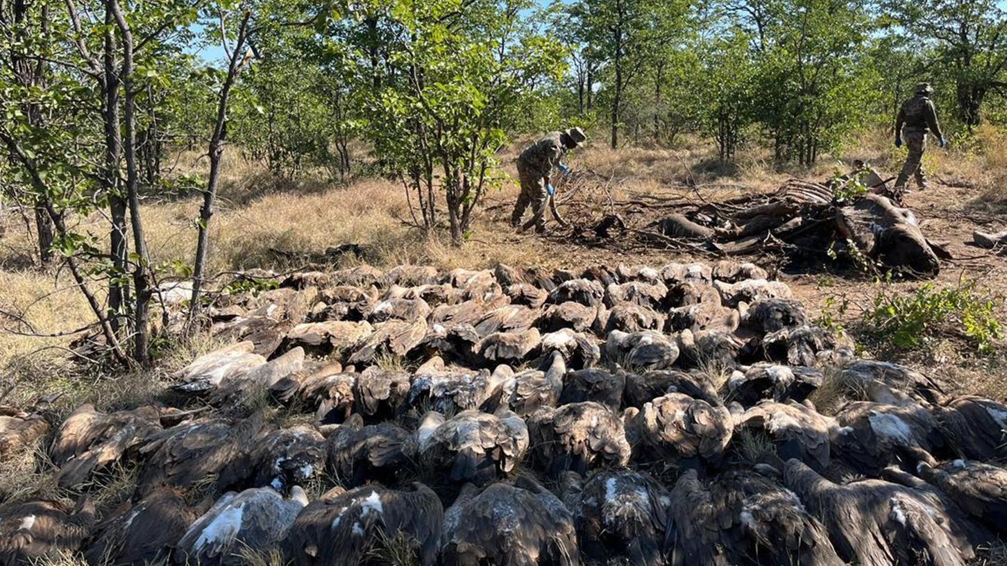 Diesen vergifteten Geiern konnten die Tierschützer nicht mehr helfen. Diesen vergifteten Geiern konnten die Tierschützer nicht mehr helfen.