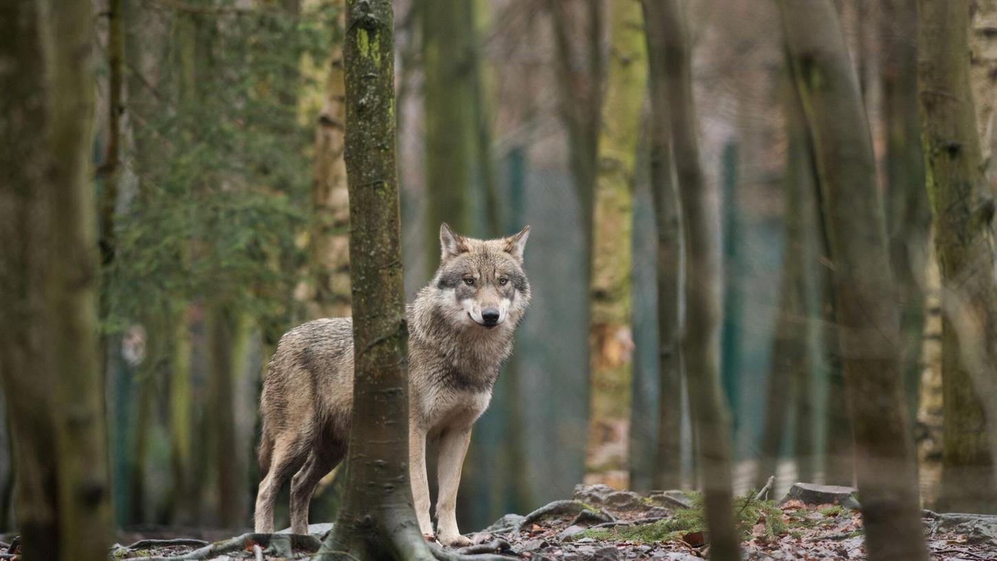 Das EU-Parlament entscheidet, den Wolf-Schutzstatus zu reduzieren. (Archivbild) Das EU-Parlament entscheidet, den Wolf-Schutzstatus zu reduzieren. (Archivbild)
