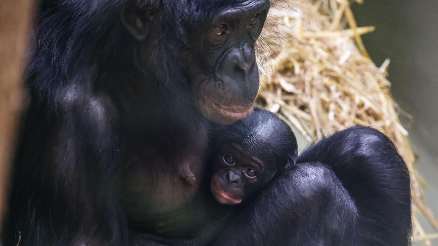 Noch ganz klein und anhänglich: Im Kölner Zoo wurde das Bonobo-Baby Milumbe geboren. Noch ganz klein und anhänglich: Im Kölner Zoo wurde das Bonobo-Baby Milumbe geboren.