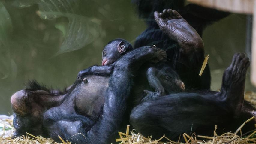 Erst einmal ausruhen für die kommenden Aufgaben: Bei den Bonobos gelten die Weibchen als dominant. Erst einmal ausruhen für die kommenden Aufgaben: Bei den Bonobos gelten die Weibchen als dominant.
