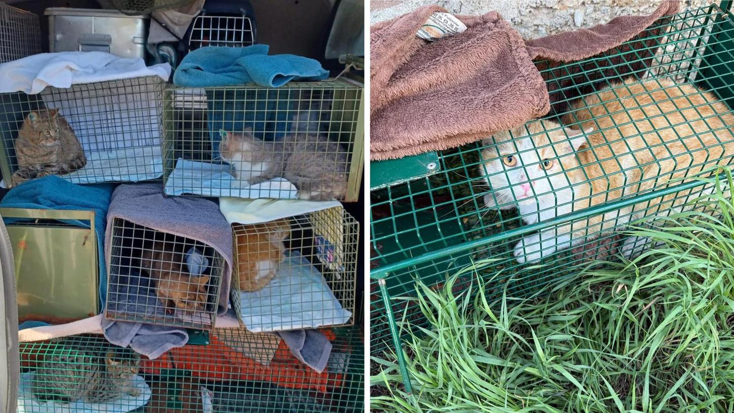 26 Katzen hat das Tierheim Nürnberg zuletzt eingefangen und kastrieren lassen, sie wohnen verwildert in einer Kleingartenanlage. 26 Katzen hat das Tierheim Nürnberg zuletzt eingefangen und kastrieren lassen, sie wohnen verwildert in einer Kleingartenanlage.