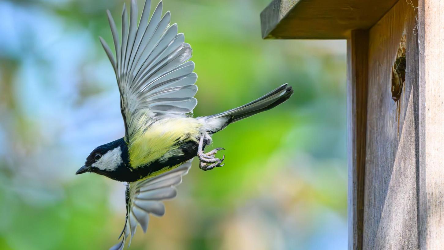 Im Fokus der Mitmachaktion stehen vertraute und weit verbreitete Vogelarten wie Meisen, Finken, Rotkehlchen und Spatzen. (Archivbild) Im Fokus der Mitmachaktion stehen vertraute und weit verbreitete Vogelarten wie Meisen, Finken, Rotkehlchen und Spatzen. (Archivbild)