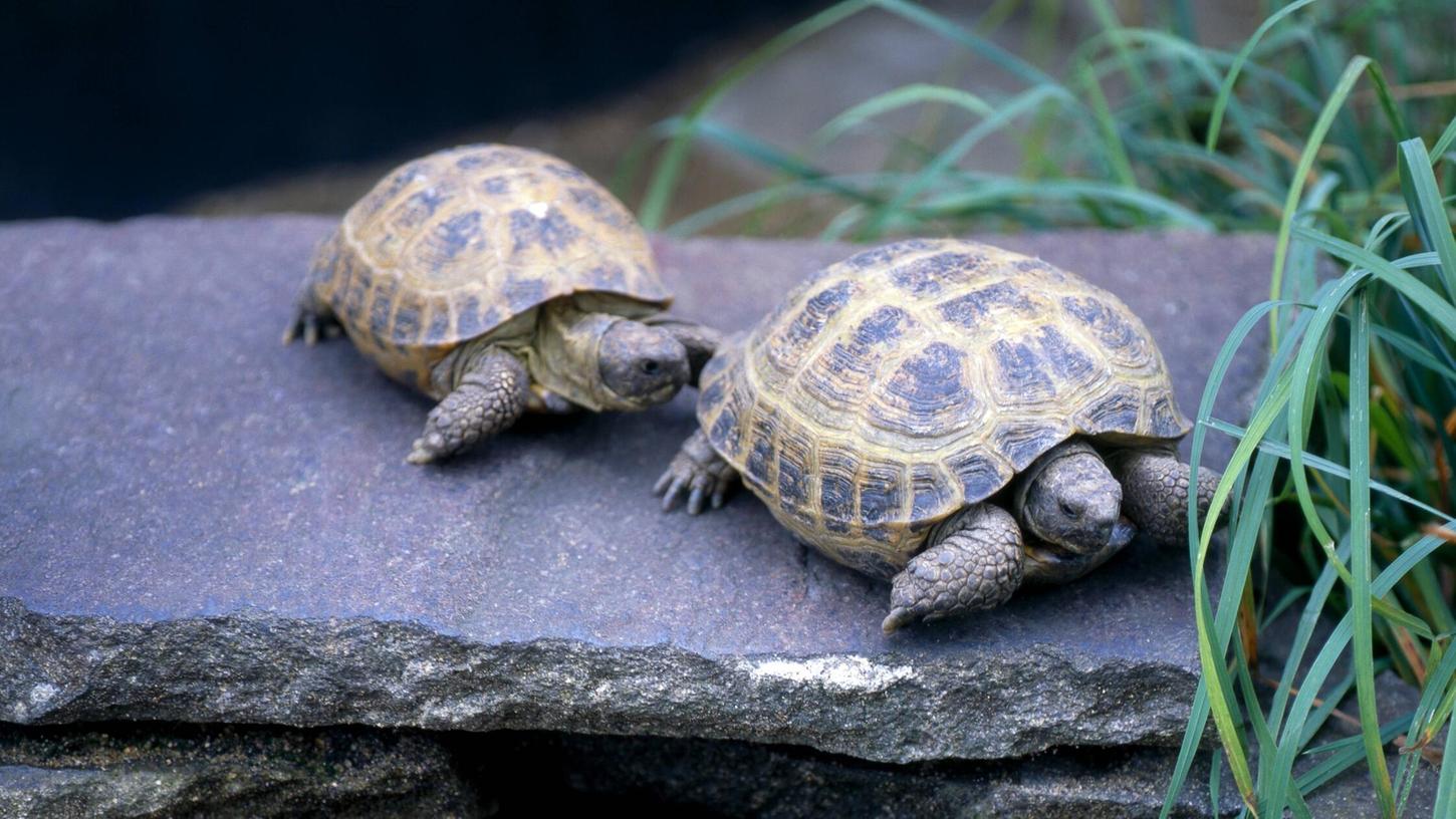 Mehrere Vierzehenschildkröten im Wert von mehreren tausend Euro wurden aus einem Garten im Landkreis Ansbach geklaut. Mehrere Vierzehenschildkröten im Wert von mehreren tausend Euro wurden aus einem Garten im Landkreis Ansbach geklaut.