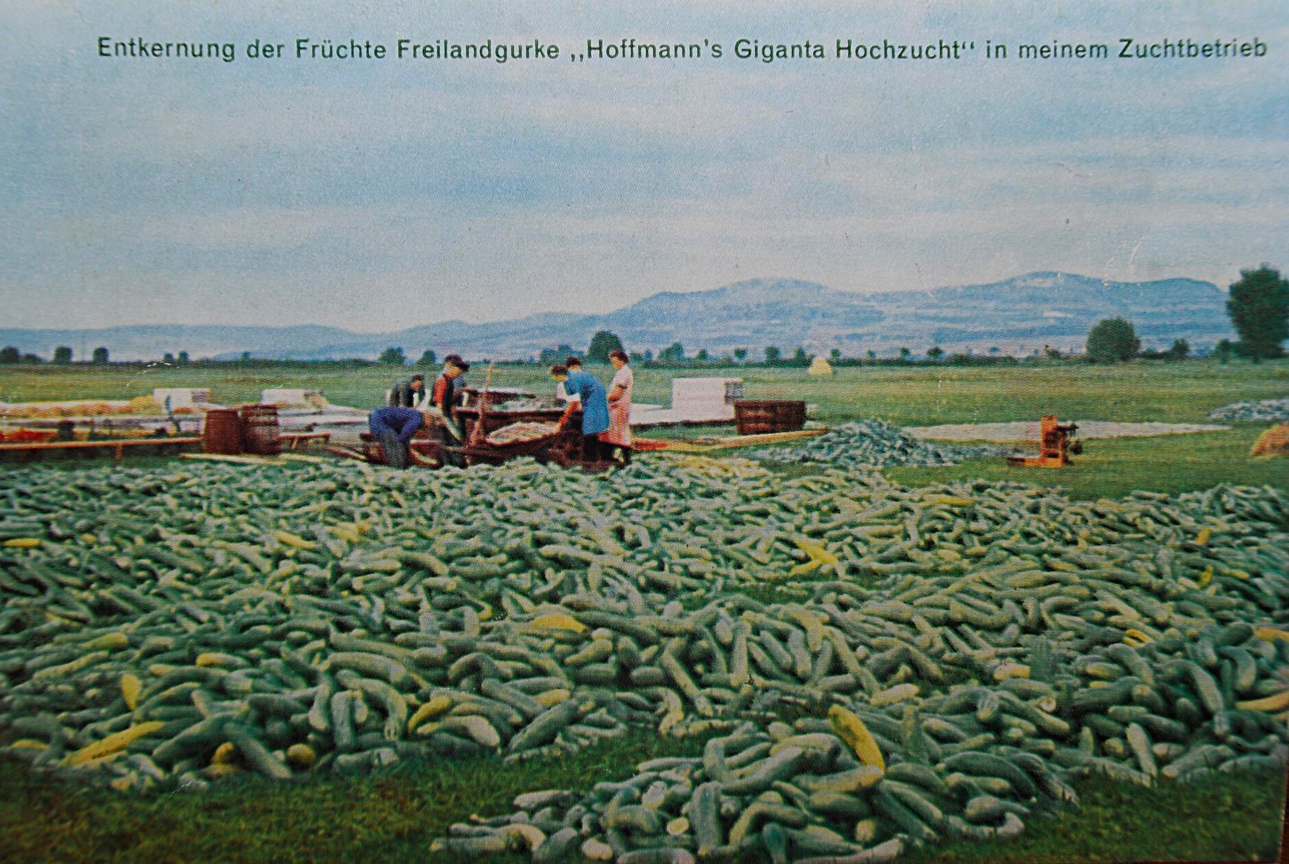Als Samen Hoffmann 1939 nach Forchheim kam, existierte das Unternehmen bereits 13 Jahren. Los ging es 1926 in Altenkunstadt im Landkreis Lichtenfels, gegründet von Hans Hoffmann (geb. 1899) und seinem Bruder. Nach Ausbildung und dem Abschluss der höheren Gartenschule und ein paar Jahren als Angestellte, beschlossen die Brüder, sich selbstständig zu machen. Das Unternehmen nach Forchheim gebracht, haben die Kunden von Samen Hoffmann. "Die Samen gingen an Kunden aus dem Umland rings ums Walberla und zu Kunden in Richtung Hausen", erklärt der heutige Firmenchef Roland Hoffmann. Mit dem Umzug nach Forchheim wollte die Firma näher an seinen Abnehmern sein.