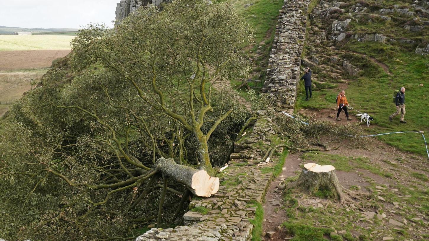 Der ikonische Baum war im September 2023 gefällt worden. (Archivbild) Der ikonische Baum war im September 2023 gefällt worden. (Archivbild)