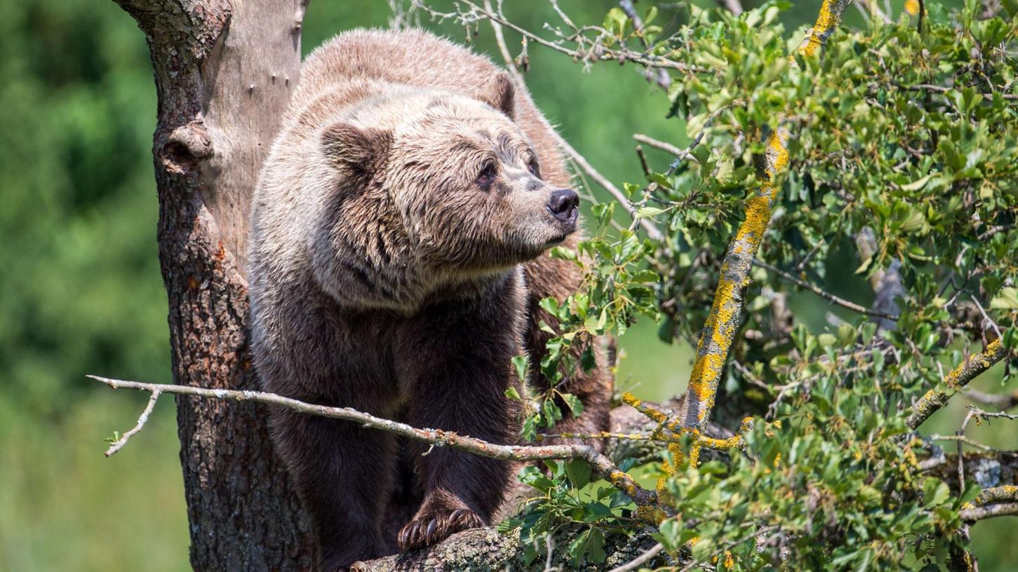 Ein Braunbär klettert im Gehege im Wildpark Poing auf einem Baum. Die angebliche Sichtung eines freilebenden Bären im Allgäu konnte nicht bestätigt werden. (Symbolbild) Ein Braunbär klettert im Gehege im Wildpark Poing auf einem Baum. Die angebliche Sichtung eines freilebenden Bären im Allgäu konnte nicht bestätigt werden. (Symbolbild)
