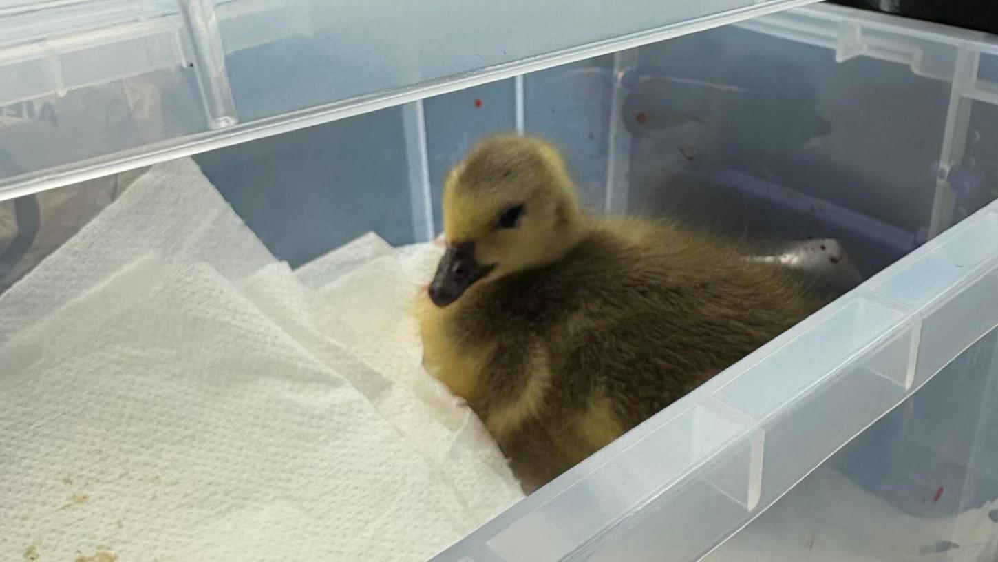 Etwas verängstigt saß die kleine Ente im Erste-Hilfe-Kasten des Einsatzfahrzeugs. Etwas verängstigt saß die kleine Ente im Erste-Hilfe-Kasten des Einsatzfahrzeugs.