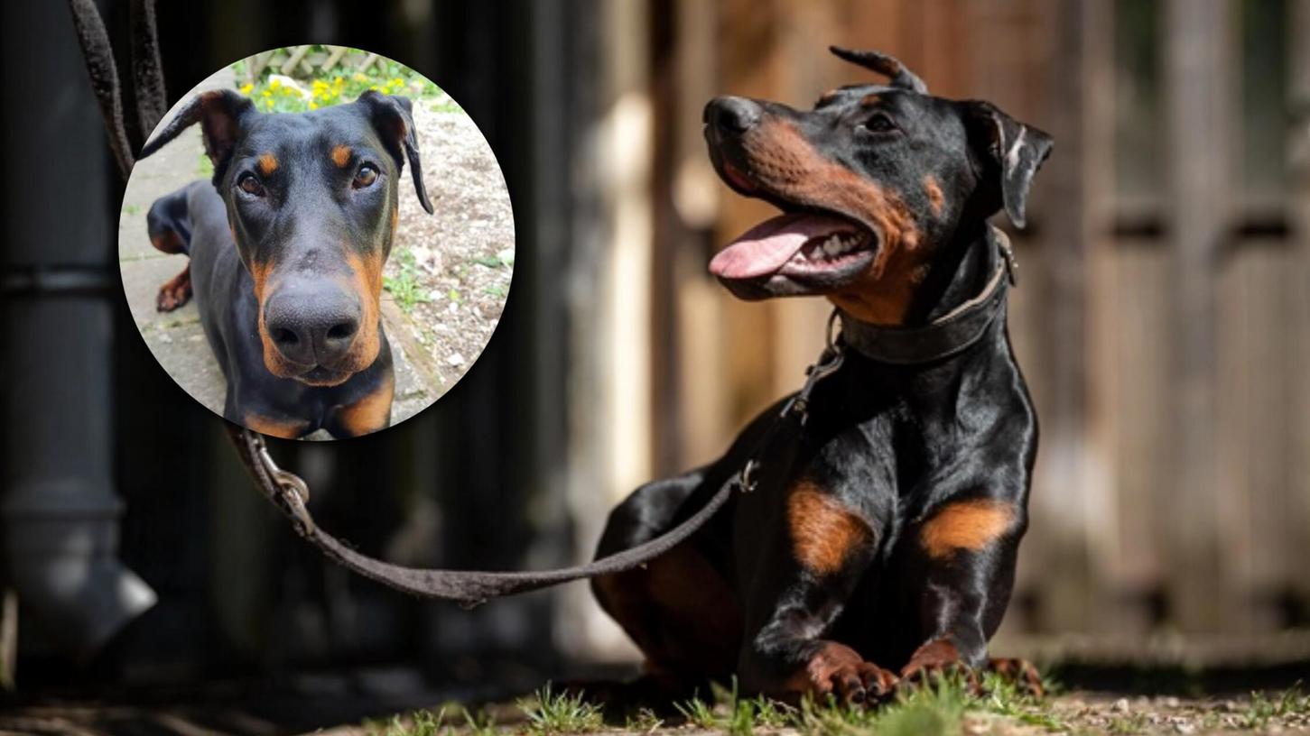 Sucht endlich Ruhe im eigenen Zuhause: Hund Tyson verbrachte bereits mehr als sein halbes Leben im Tierheim. Sucht endlich Ruhe im eigenen Zuhause: Hund Tyson verbrachte bereits mehr als sein halbes Leben im Tierheim.
