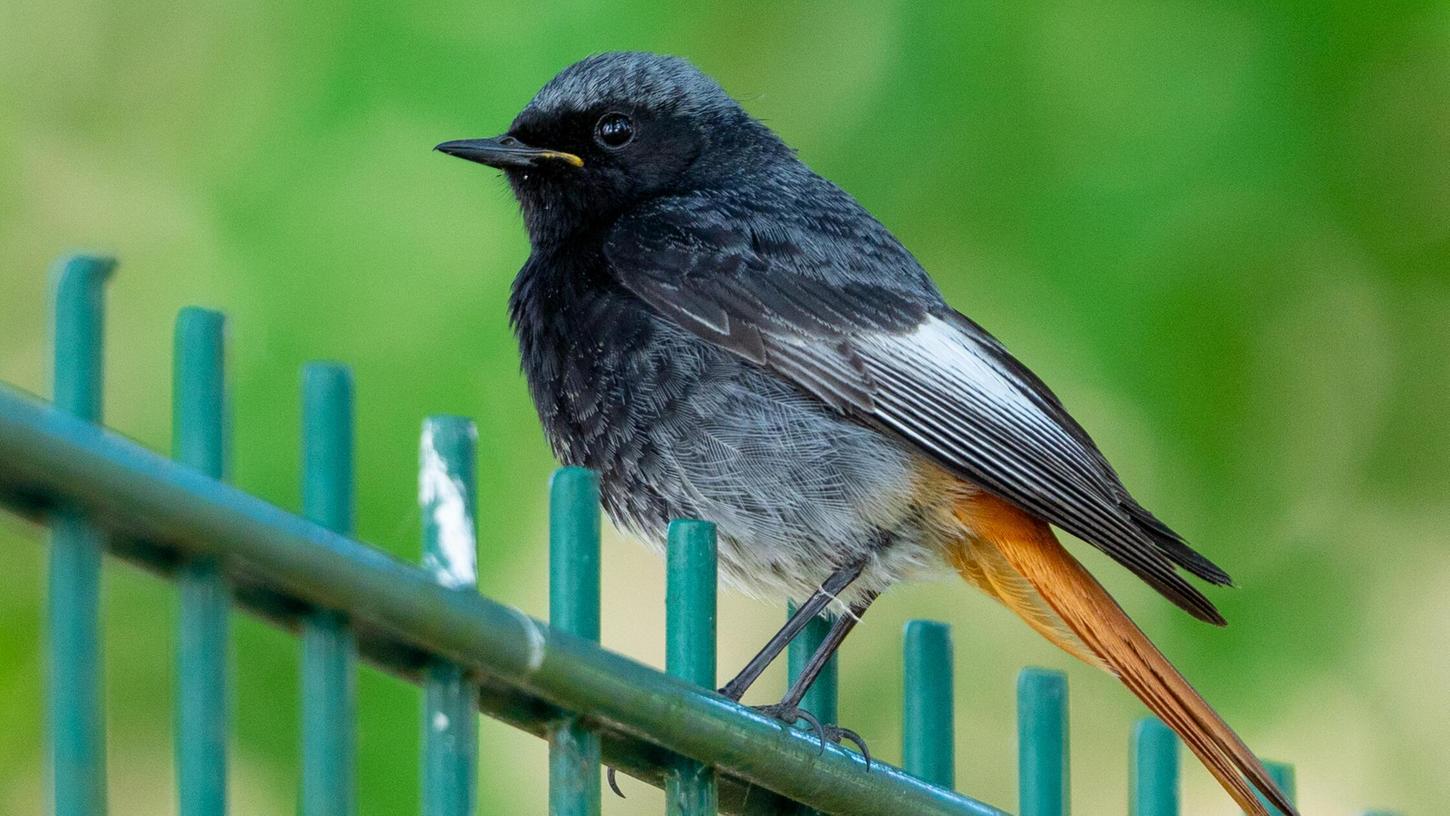 „Man möchte ihm immer ein Hustenbonbon anbieten“: Der Hausrotschwanz ist Vogel des Jahres 2025, auch ihn kann man entdecken. „Man möchte ihm immer ein Hustenbonbon anbieten“: Der Hausrotschwanz ist Vogel des Jahres 2025, auch ihn kann man entdecken.