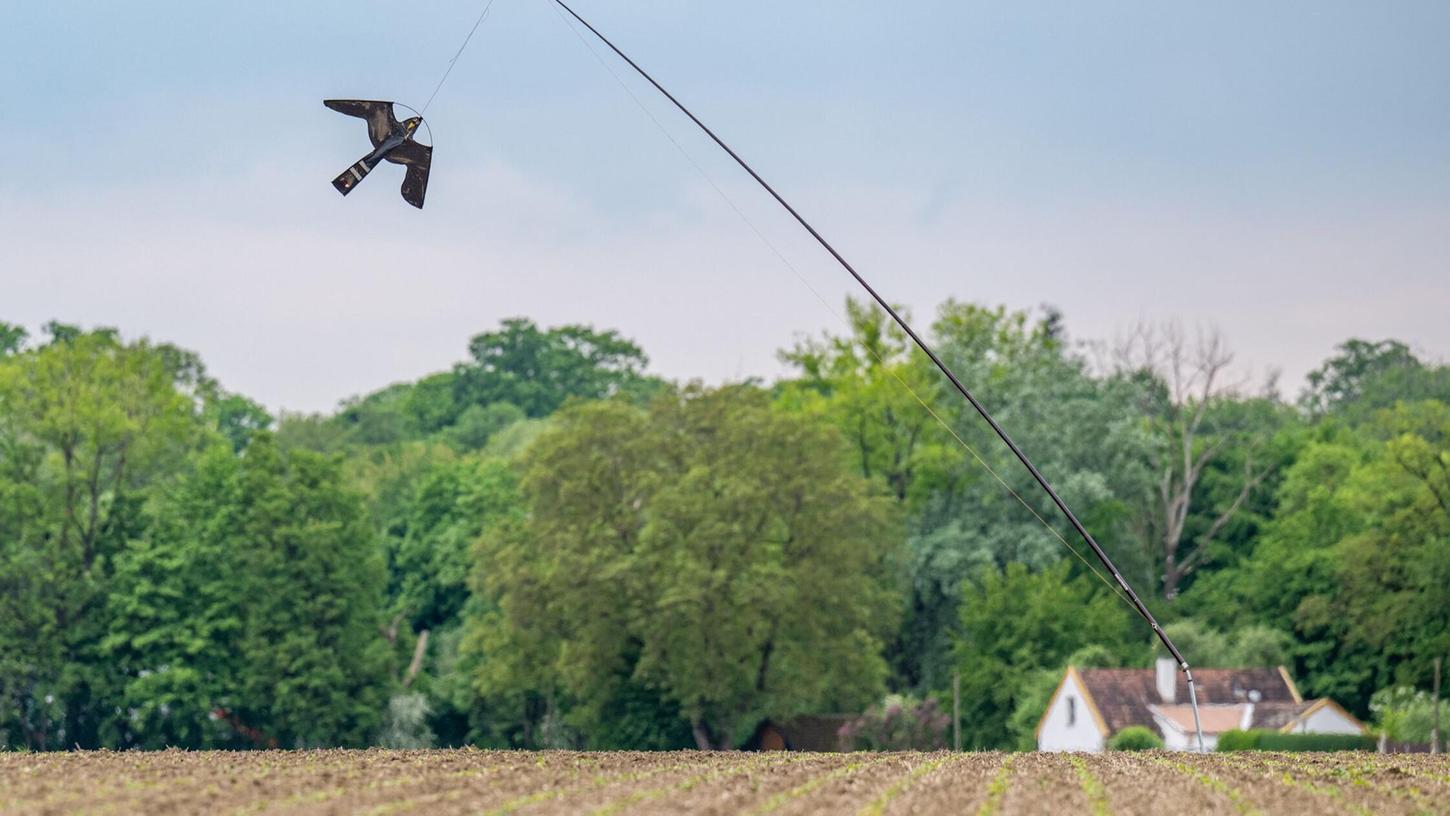 Ein Vogelabwehr-Drachen schwebt über einem landwirtschaftlichen Feld, um Saatkrähen im Rahmen eines Schutzprojekts fernzuhalten. Ein Vogelabwehr-Drachen schwebt über einem landwirtschaftlichen Feld, um Saatkrähen im Rahmen eines Schutzprojekts fernzuhalten.