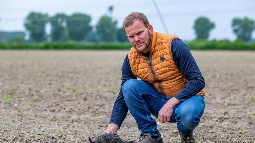 Landwirt Johannes Frank platziert auf einer landwirtschaftlichen Fläche eine realistische Vogelattrappe. Auf seinen Feldern haben Saatkrähen bereits für hohe Schäden gesorgt. Landwirt Johannes Frank platziert auf einer landwirtschaftlichen Fläche eine realistische Vogelattrappe. Auf seinen Feldern haben Saatkrähen bereits für hohe Schäden gesorgt.