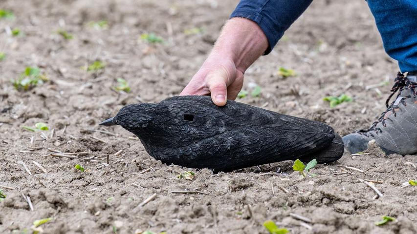Kunststoff-Attrappen toter Krähen auf einem Feld sollen die Vögel abschrecken. Kunststoff-Attrappen toter Krähen auf einem Feld sollen die Vögel abschrecken.