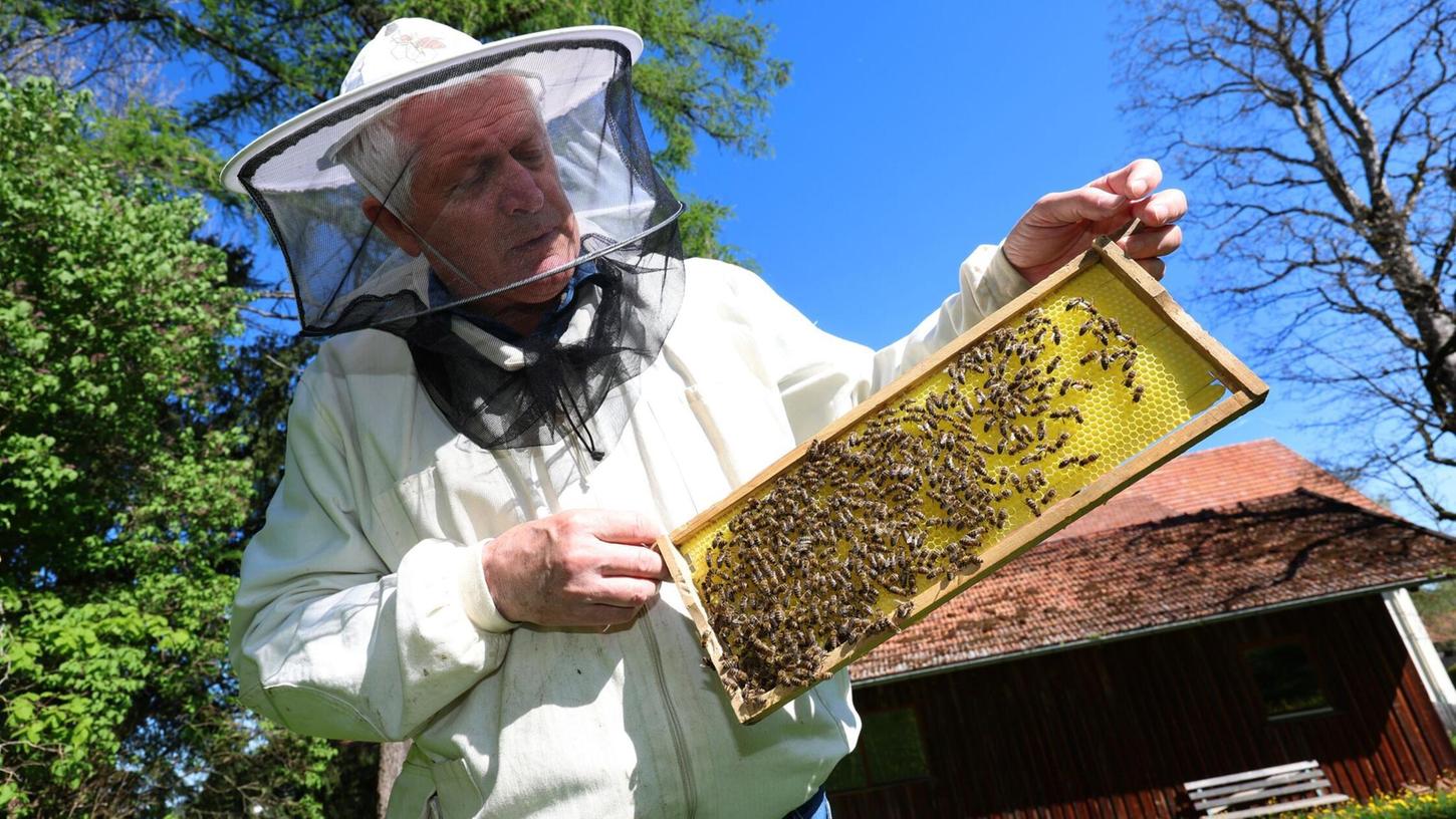 Imker Simon Nuschele hält nahe der Erlebnisimkerei in Seeg im Ostallgäu eine Halbwabe, auf der Bienen sitzen. Imker Simon Nuschele hält nahe der Erlebnisimkerei in Seeg im Ostallgäu eine Halbwabe, auf der Bienen sitzen.