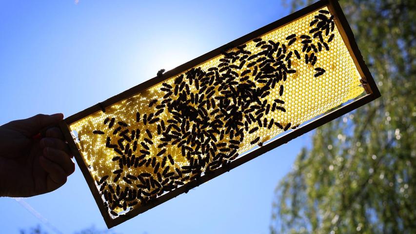 Die ursprünglich aus Südostasien stammende Art fängt Honigbienen vor ihrem Stock ab, um sie zu fressen. Die ursprünglich aus Südostasien stammende Art fängt Honigbienen vor ihrem Stock ab, um sie zu fressen.