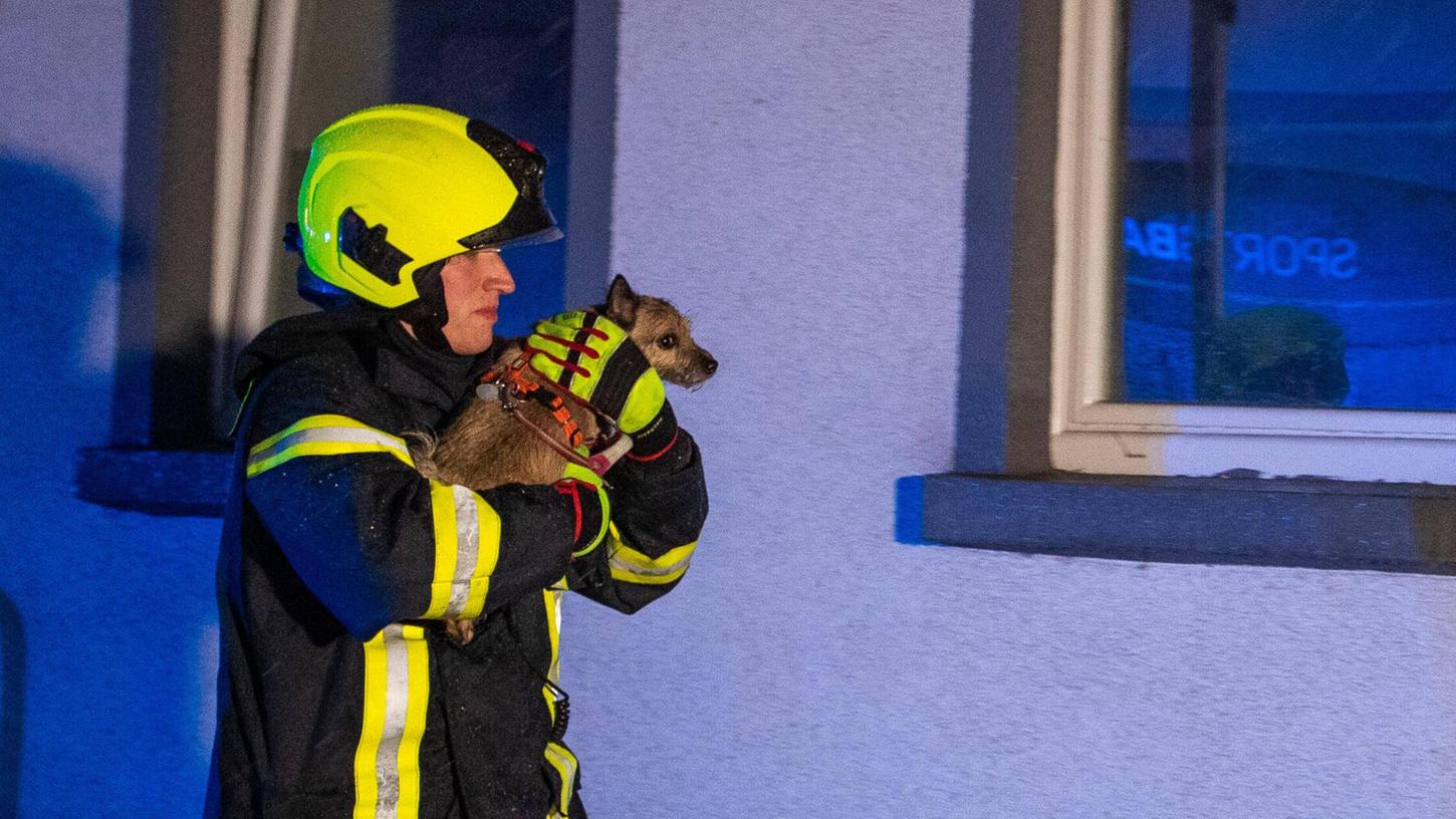 Der Hund wurde nicht verletzt. (Symbolbild) Der Hund wurde nicht verletzt. (Symbolbild)
