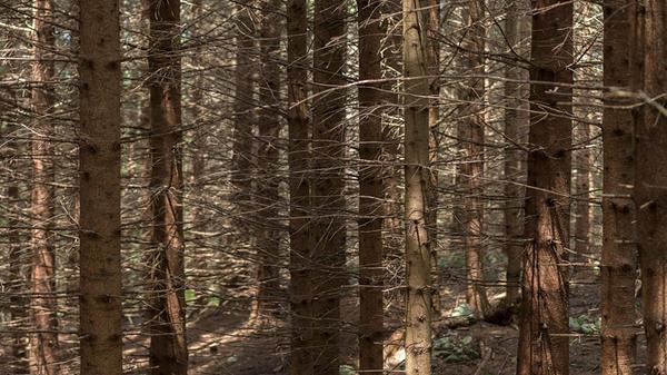 Trockener Kiefernwald (Pinaceae), Pfronten, Allgä