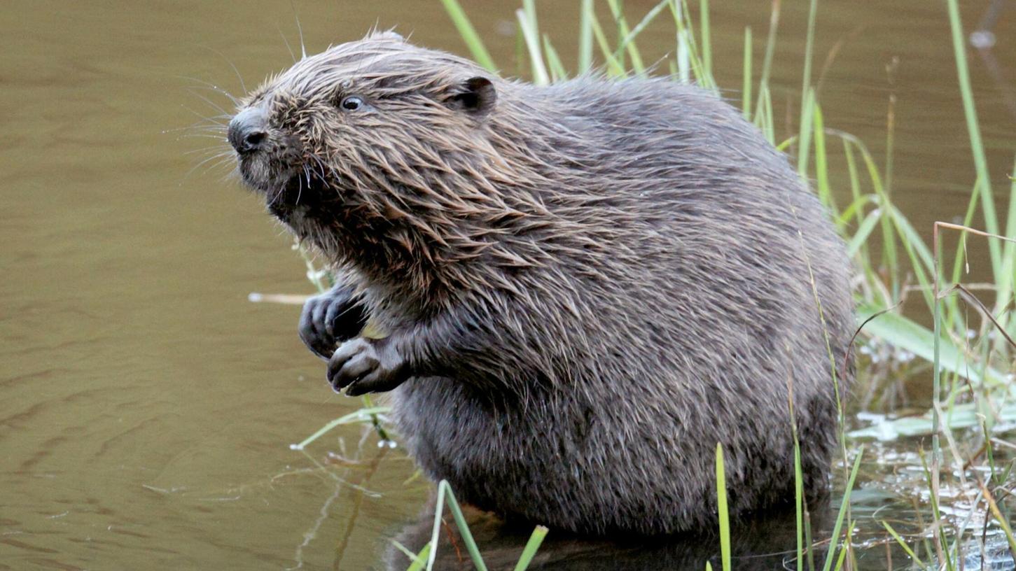 Biber haben sich stark vermehrt. Rund 22.000 Tiere leben laut Umweltministerium in Bayern. (Archivbild) Biber haben sich stark vermehrt. Rund 22.000 Tiere leben laut Umweltministerium in Bayern. (Archivbild)