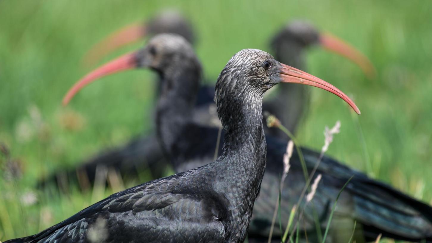 Die Vögel kommen selten vor. (Archivbild) Die Vögel kommen selten vor. (Archivbild)