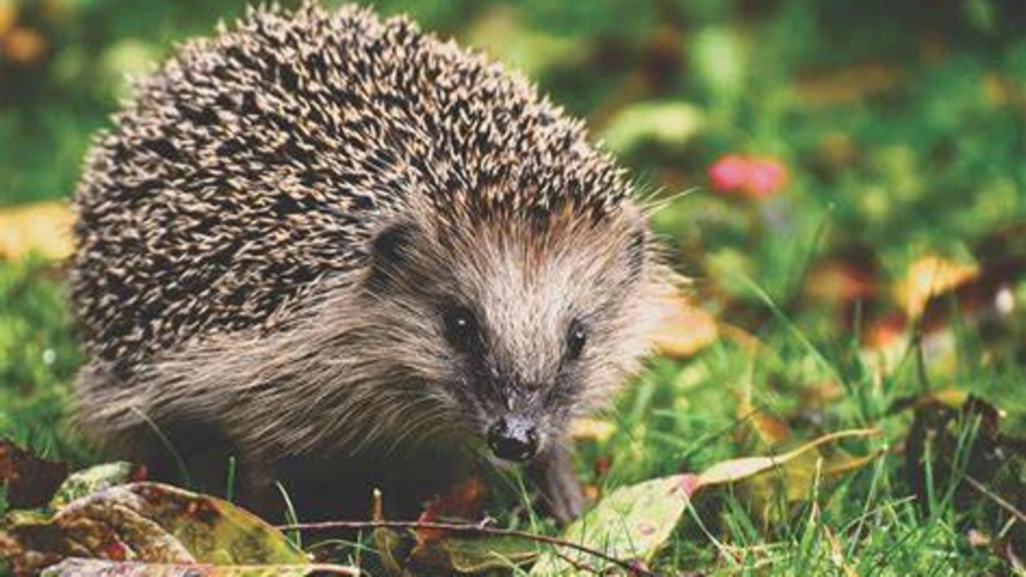 Igel sind während der Paarungszeit besonders gut zu beobachten – der LBV ruft im Rahmen eines deutschlandweiten Projektes zur Meldung auf. Igel sind während der Paarungszeit besonders gut zu beobachten – der LBV ruft im Rahmen eines deutschlandweiten Projektes zur Meldung auf.