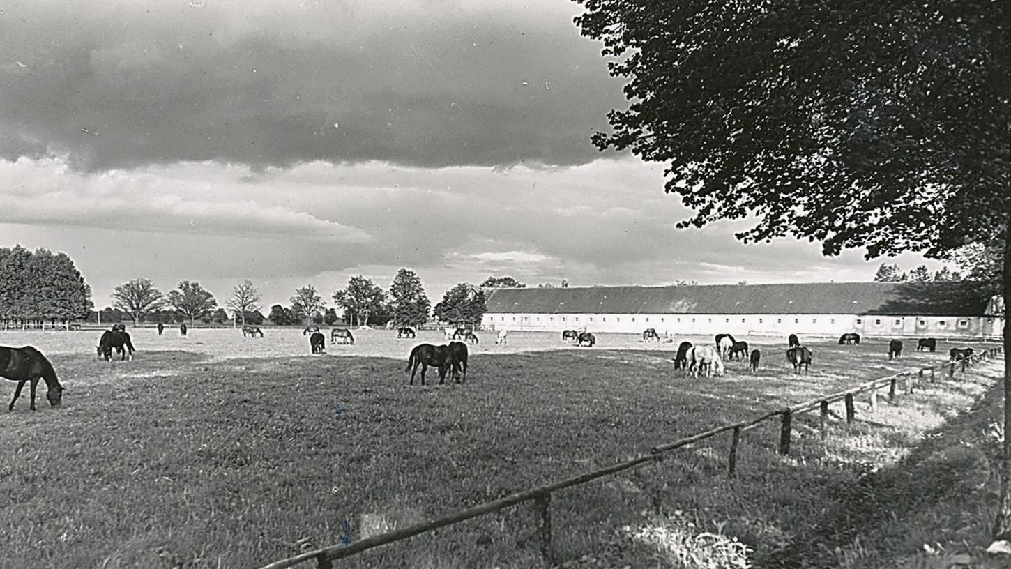 Trakehnen-Pferde auf der Koppel am Stall zwischen 1930 und 1940. Trakehnen-Pferde auf der Koppel am Stall zwischen 1930 und 1940.