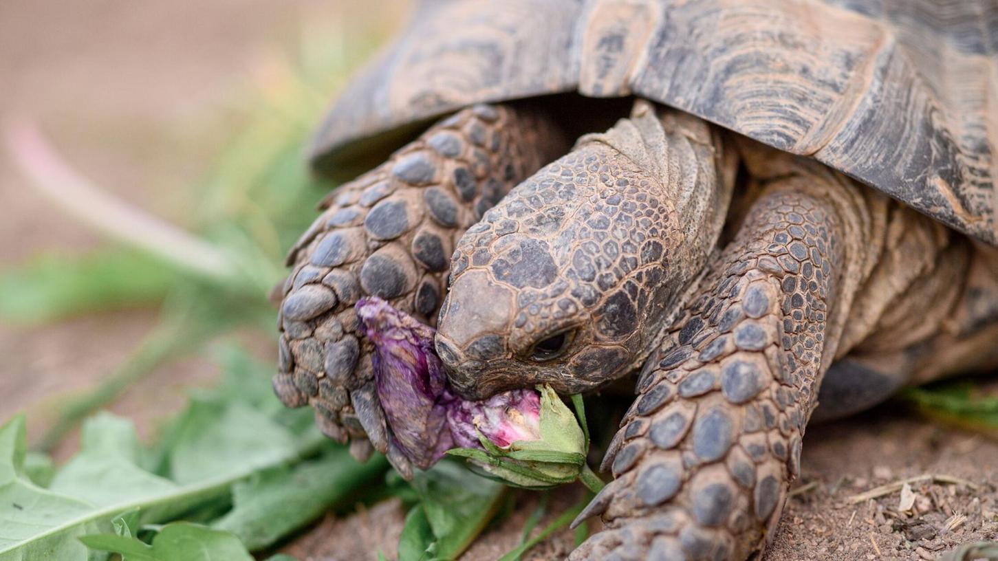 Maurische Landschildkröten können bis zu 100 Jahre alt werden. (Symbolbild) Maurische Landschildkröten können bis zu 100 Jahre alt werden. (Symbolbild)