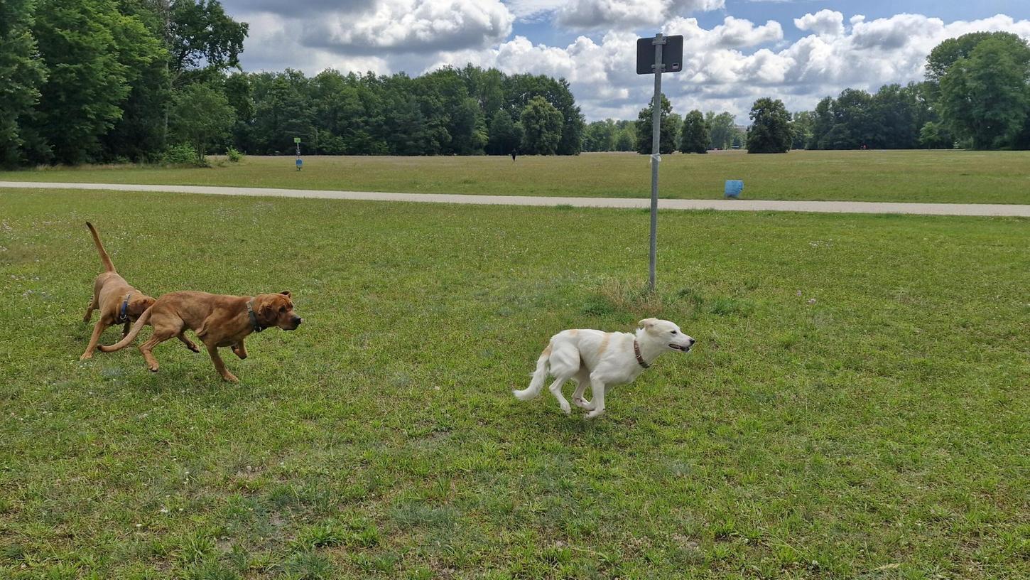 Sehr beliebt: Die Hundewiese im Marienbergpark. Sehr beliebt: Die Hundewiese im Marienbergpark.