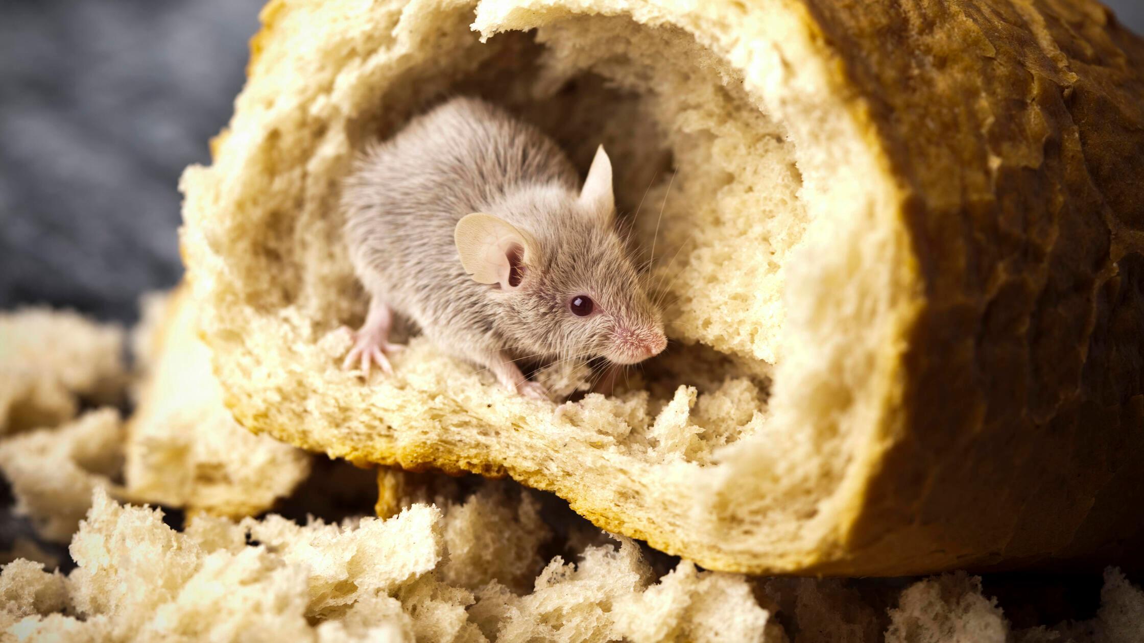 Mouse and bread, rural vivid colorful theme , 1737