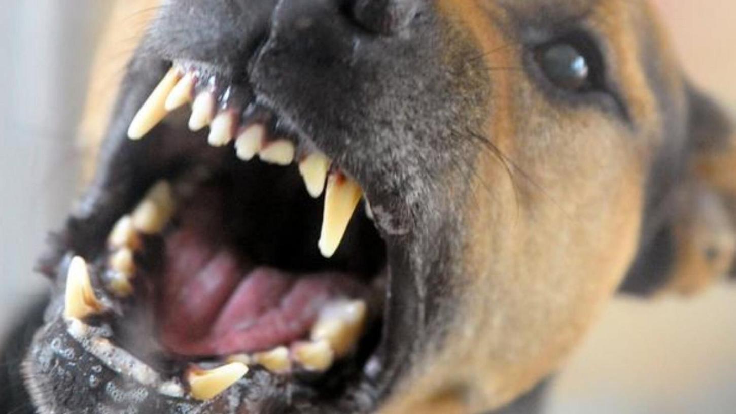 Durch einen Hundebiss ist eine Forchheimerin am Mittwochmorgen verletzt worden. (Symbolbild) Durch einen Hundebiss ist eine Forchheimerin am Mittwochmorgen verletzt worden. (Symbolbild)