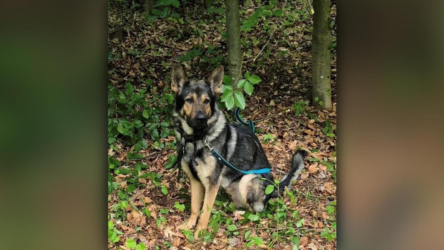 Der junge Schäferhund wurde in einem Bayreuther Waldstück gefunden - er war alleine und an einen Baum festgebunden. Der junge Schäferhund wurde in einem Bayreuther Waldstück gefunden - er war alleine und an einen Baum festgebunden.