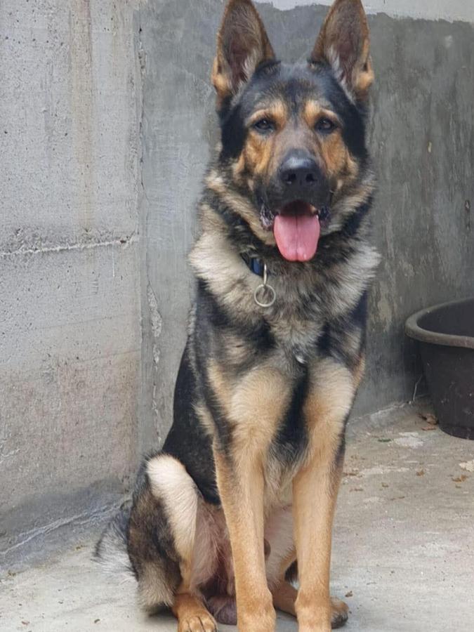 Inzwischen ist der junge Schäferhund im Tierheim Bayreuth untergebracht. Inzwischen ist der junge Schäferhund im Tierheim Bayreuth untergebracht.
