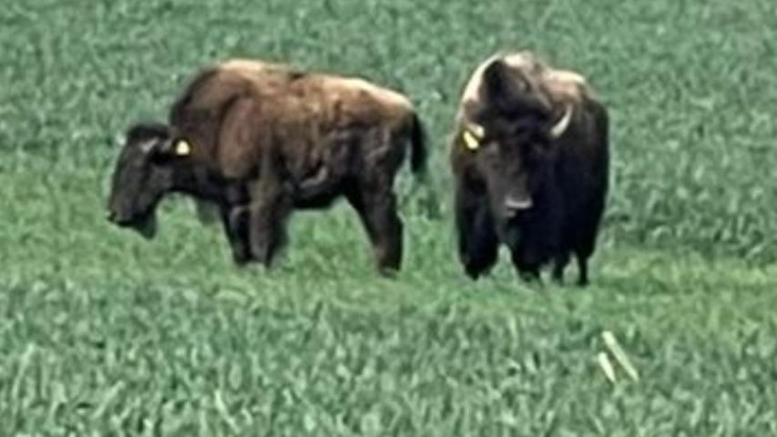 Die beiden Jungtiere grasten auf einer Wiese, als sie betäubt wurden. Die beiden Jungtiere grasten auf einer Wiese, als sie betäubt wurden.
